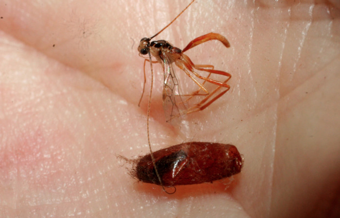 Figura 15. Adulto <i>Macrocentrus</i></i> Janzen16 (Braconidae) de <i>Piletosoma thialis</i></i> (Crambidae), vista lateral, localidad Potrero Argentina, Sector San Cristóbal ACG (520m). Voucher: 09-SRNP-2078-DHJ463010.jpg.