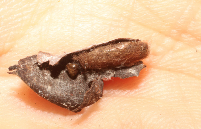 Figura 14. Capullo de parásito <i>Macrocentrus</i></i> Janzen16 (Braconidae) que ataca <i>Piletosoma thialis</i></i> (Crambidae), vista dorsal, localidad Potrero Argentina, Sector San Cristóbal ACG (520m). Voucher: 09-SRNP-2079-DHJ476150.jpg.