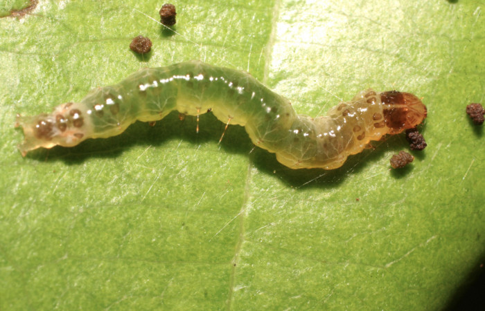 Figura 4. Larva <i>Piletosoma thialis</i></i> (Crambidae), penúltimo estadío (PU) vista dorsal, localidad Finca Aurita Sector Rincón Rain Forest ACG (460m). Voucher: 09-SRNP-40307-DHJ451573.jpg.