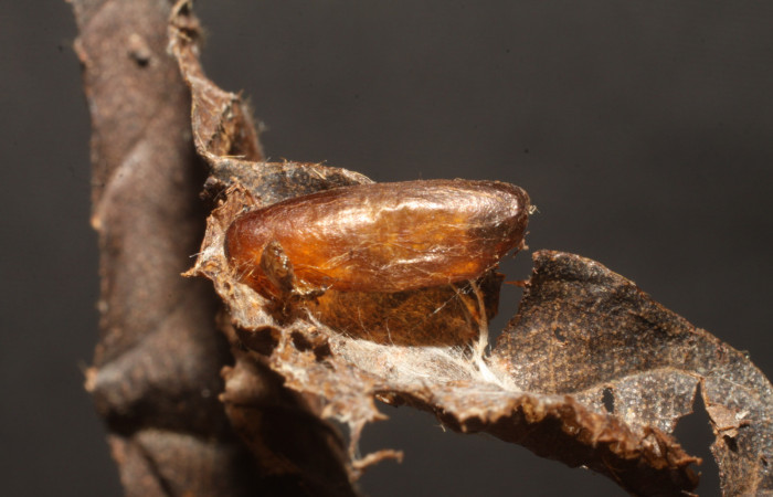 Figura 16. Capullo de parásito <i>Meniscomorpha lizanoi</i></i> (Ichneumonidae) que ataca <i>Piletosoma thialis</i></i> (Crambidae), vista dorsal, localidad Sendero Tucan, Sector Rincón Rain Forest ACG (410m). Voucher: 10-SRNP-42938-DHJ480658.jpg.