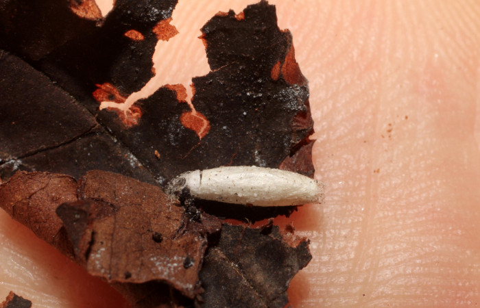 Figura 19. Capullo de parásito <i>Apanteles erickduartei</i></i> (Braconidae) que ataca <i>Piletosoma thialis</i></i> (Crambidae), vista dorsal, localidad Quebradona, Estación Biológica Quica Sector Pitilla ACG (475m). Voucher: 10-SRNP-71591-DHJ498377.jpg.