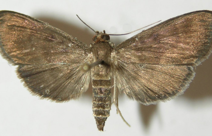 Figura 1. Adulto de <i>Piletosoma thialis</i></i> (Crambidae), vista dorsal, localidad Calma, Estación Biológica Quica Sector Pitilla ACG (412m). Voucher: 10-SRNP-71869-DHJ536376.jpg.