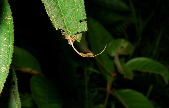  Fig.2  Larva <i>Adelpha celerio</i></i> en tercer estadio, mostrando característica importante de la forma de alimentarse en los primeros estadios mayoría de especies de la familia Nymphalidae.  Voucher: 05-SRNP-34595-DHJ424352.jpg