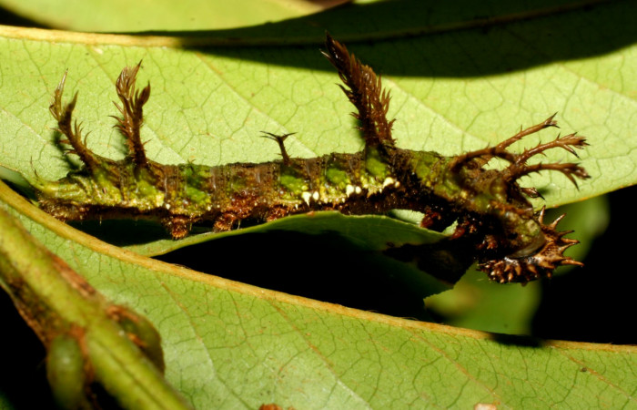  Fig.3  Larva <i>Adelpha massilia</i></i>  último estadio parte lateral mostrando penachos en forma de espiga.  Voucher:  08-SRNP-72349-DHJ447238.JPG