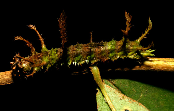  Fig.4  Larva <i>Adelpha massilia</i></i>  último estadio parte lateral mostrando penachos en forma de espiga.  Voucher:  08-SRNP-72349-DHJ447240.JPG