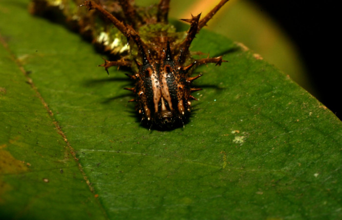  Fig.5  Larva <i>Adelpha massilia</i></i>  último estadio parte frontal mostrando espinas y patrón de colores.  Voucher:  08-SRNP-72349-DHJ447250.JPG