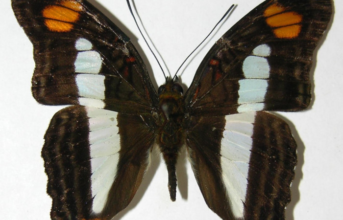 Fig. 7  Adulto <i>Adelpha massilia</i></i> ventral.  Voucher: 08-SRNP-72349-DHJ394554.jpg