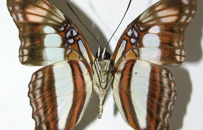 Fig. 8  Adulto <i>Adelpha massilia</i></i> dorsal.  Voucher: 08-SRNP-72349-DHJ39455.jpg