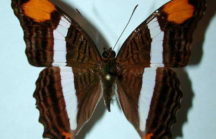 Fig. 9  Adulto <i>Adelpha fessonia</i></i>. Vista dorsal,  comparación entre especies Voucher: 81-SRNP-802-DHJ38960. jpg 