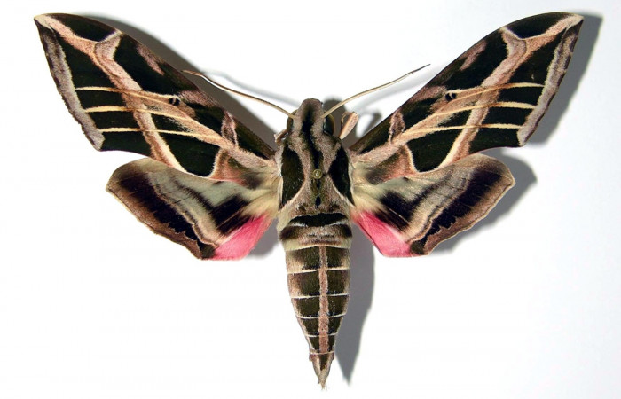 Fig.01. Macho de <i>Eumopha vitis</i></i>, vista dorsal, 80mm de longitud. Voucher: 84-SRNP-1130-DHJ95352.jpg.