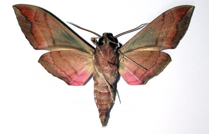 Fig.02. Macho de <i>Eumopha vitis</i></i>, vista ventral, 80mm de longitud. Voucher: 84-SRNP-1130-DHJ95353.jpg.