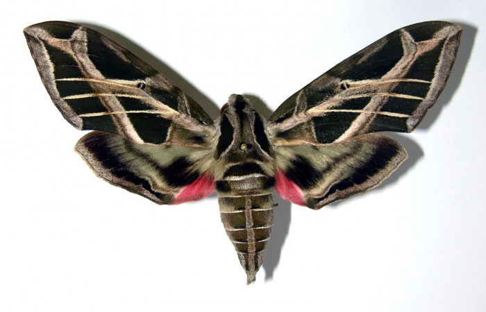 Fig.03. Hembra de <i>Eumopha vitis</i></i>, vista ventral, 95mm de longitud. Voucher: 93-SRNP-1288-DHJ95346.jpg. 