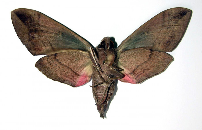 Fig.04. Hembra de <i>Eumopha vitis</i></i>, vista ventral, 95mm de longitud. Voucher: 93-SRNP-1288-DHJ95347.jpg.