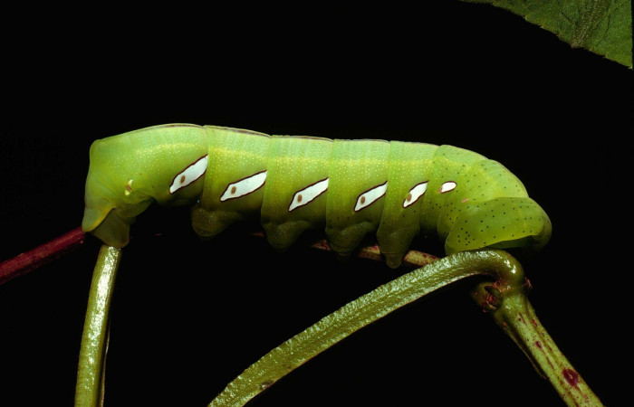 Fig.05. Larva de <i>Eumorpha satellitia</i></i>, último estadío, 100mm de longitud. Larvas de <i>Eumorpha vitis</i></i> es posible se parecen mucho a ésta. Voucher: 80-SRNP-179-DHJ1178.jpg.