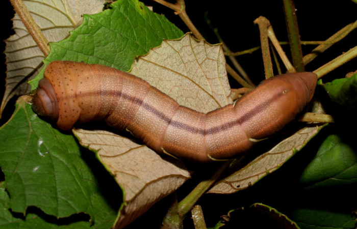 Fig.06. Larva de <i>Eumorpha satellitia</i></i>, último estadío, 71mm de longitud. Larvas de <i>Eumorpha vitis</i></i> es posible se parecen mucho a ésta. Voucher: 08-SRNP-72109-DHJ447091.jpg