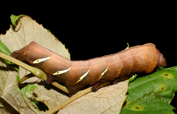 Fig.07. Larva de <i>Eumorpha satellitia</i></i>, último estadío, 71mm de longitud. Larvas de <i>Eumorpha vitis</i></i> es posible se parecen mucho a ésta. Voucher: 08-SRNP-72109-DHJ447094.jpg.
