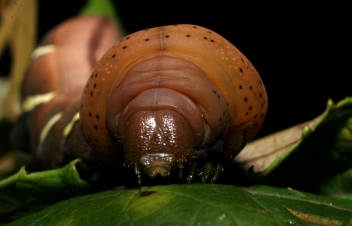 Fig.08. Larva de <i>Eumorpha satellitia</i></i>, último estadío, vista frontal 71mm de longitud. Larvas de <i>Eumorpha vitis</i></i> es posible se parecen mucho a ésta. Voucher:	08-SRNP-72109-DHJ447095.jpg.