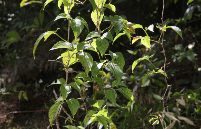 Fig.09. Hábito de <i>Cissus alata</i></i> (Vitaceae), planta hospedera de <i>Eumorpha satellitia</i></i> y muy posible de <i>Eumorpha vitis</i></i>, Estación Pitilla, Oct. 2020.
