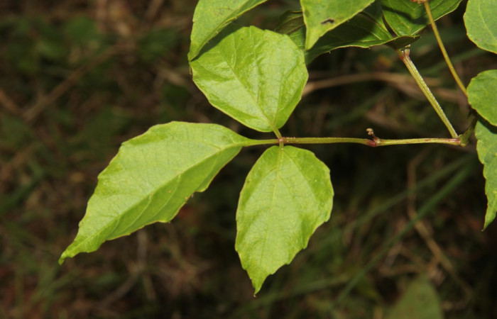 Fig.10. Hoja de <i>Cissus alata</i></i> (Vitaceae), planta hospedera de <i>Eumorpha satellitia</i></i> y muy posible de <i>Eumorpha vitis</i></i>, Estación Pitilla, Oct. 2020.
