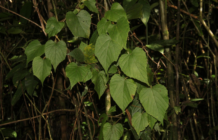 Fig.11. Hábito de <i>Vitis tiliifolia</i></i> (Vitaceae), planta hospedera de <i>Eumorpha satellitia</i></i> y muy posible de <i>Eumorpha vitis</i></i>, Estación Pitilla, Oct. 2020.