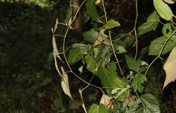 Fig.12. Hábito de <i>Vitis tiliifolia</i></i> (Vitaceae), planta hospedera de <i>Eumorpha satellitia</i></i> y muy posible de <i>Eumorpha vitis</i></i>, Estación Pitilla, Oct. 2020.