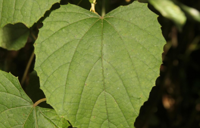 Fig.13. Hoja de <i>Vitis tiliifolia</i></i> (Vitaceae), planta hospedera de <i>Eumorpha satellitia</i><i> y muy posible de </i><i>Eumorpha vitis</i></i>, Estación Pitilla, Oct. 2020.