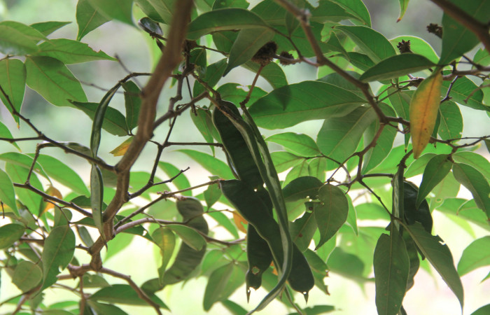 Fig. 10 Muestra de <i>Inga punctata</i></i> (Fabaceae) con frutos inmaduros 29 de Abril 2020; Quebrada Serrano Sector Del Oro. Foto: Roster Moraga.