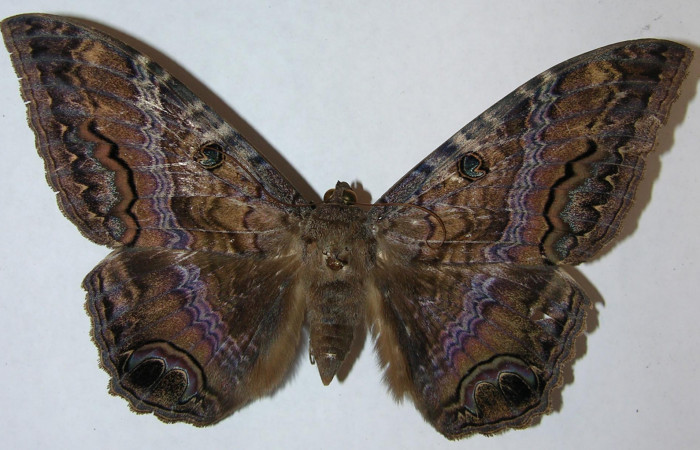 Fig. 1 Vista dorsal hembra <i>Ascalapha odorata</i></i> (09-SRNP-14135-DHJ506454).