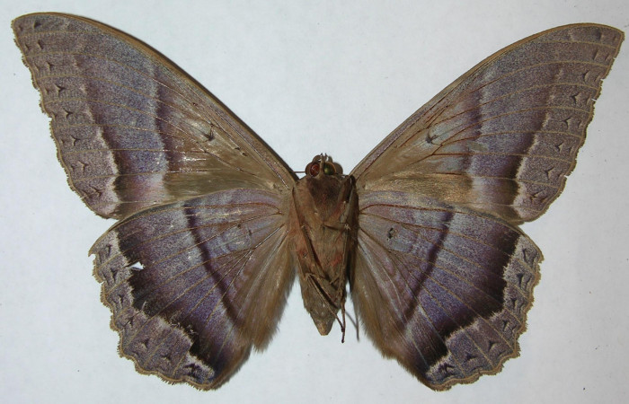 Fig. 2 Vista ventral hembra de <i>Ascalapha odorata</i></i> (09-SRNP-14135-DHJ506455).