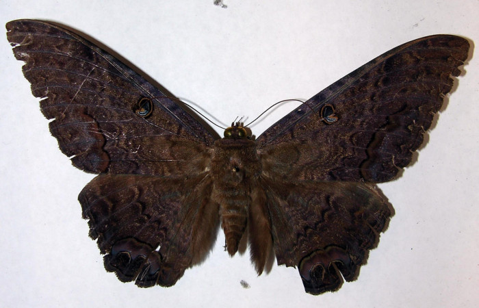 Fig. 3 Vista dorsal macho de <i>Ascalapha odorata</i></i> (09-SRNP-14136-DHJ506452).