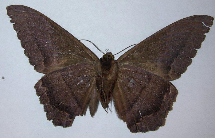 Fig. 4 Vista ventral macho de <i>Ascalapha odorata</i></i> (09-SRNP-14136-DHJ506453).