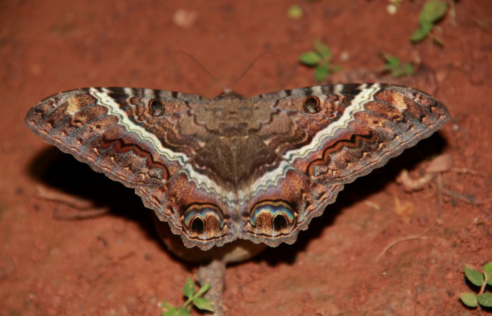 Fig. 5 <i>Ascalapha odorata</i></i> (Erebidae), alimentándose sobre un fruto de <i>Genipa americana</i></i> (Rubiaceae). 20 de Julio 2020; Agua Buena Sector El Hacha. Foto: Roster Moraga.