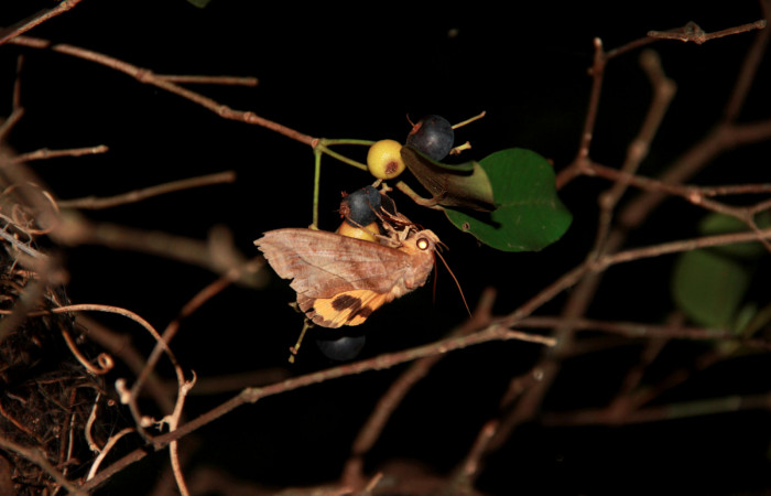 Fig. 6 <i>Eudocima serpentifera</i></i> (Erebidae), alimentándose sobre un fruto de <i>Eugenia tapacumensis</i></i> (Myrtaceae). 24 de Julio 2020; Casa Hacha Vieja Sector El Hacha. Foto: Roster Moraga.