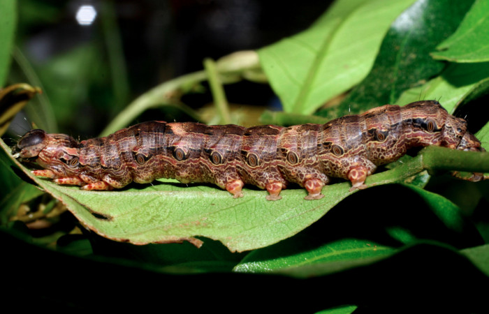 Fig. 7 Vista lateral del último estadio de la oruga de <i>Ascalapha odorata</i></i> (Erebidae), alimentándose sobre <i>Inga puctata</i></i> (Fabaceae), Cuesta Caimito Secto Cacao; 21 de Diciembre 2007. (07-SRNP-47432-DHJ435017).