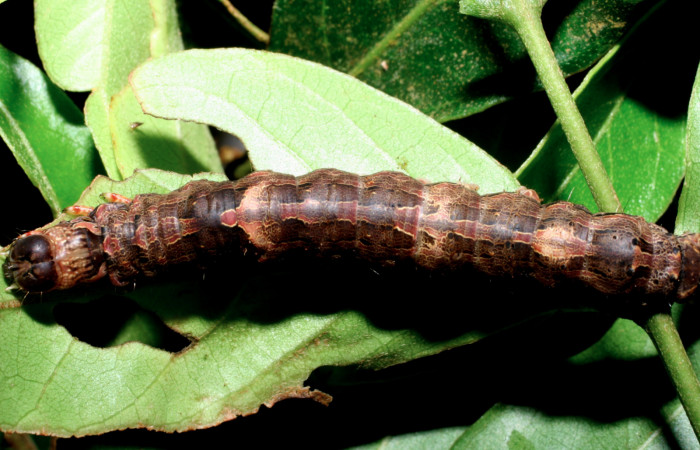 Fig. 8 Vista dorsal del último estadio de la oruga de <i>Ascalapha odorata</i></i> (Erebidae), alimentándose sobre <i>Inga puctata</i></i> (Fabaceae); Cuesta Caimito Secto Cacao. 21 de Diciembre 2007. (07-SRNP-47432-DHJ435018).