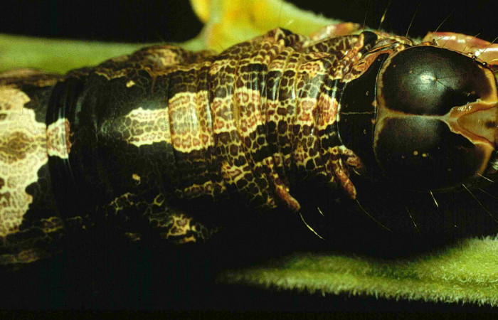 Fig. 9 Presentación de la cabeza de <i>Ascalapha odorata</i></i> (Erebidae), alimentándose sobre <i>Samanea saman</i></i> (Fabaceae); Area Administrativa Sector Santa Rosa. 08 de Junio 1992. (92-SRNP-1513-DHJ15170).