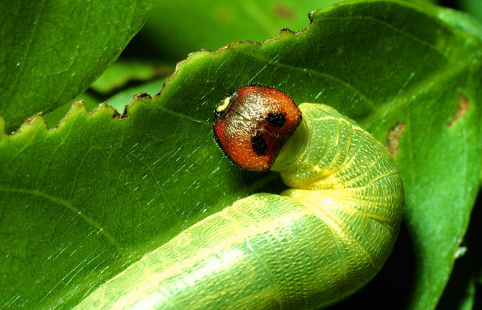 Figura 7. <i>Polygonus leo</i></i> (Hesperiidae) último estadio, posición frontal dorsal, Sector Santa Rosa, Cafetal. Voucher 01-SRNP-14667-DHJ62051.jpg.
