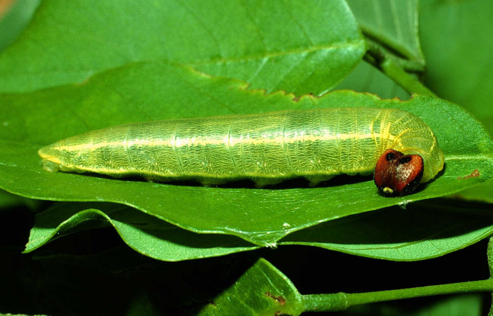 Figura 4. <i>Polygonus leo</i></i> (Hesperiidae) último estadio, posición frontal, Sector Santa Rosa, Cafetal. Voucher 01-SRNP-14667-DHJ62053.jpg.