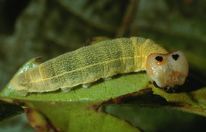 Figura 1. <i>Polygonus leo</i></i> (Hesperiidae) último estadio posición lateral frontal. Sector San Cristóbal, Estación San Cristóbal. Voucher 03-SRNP-5809-DHJ73936.jpg.