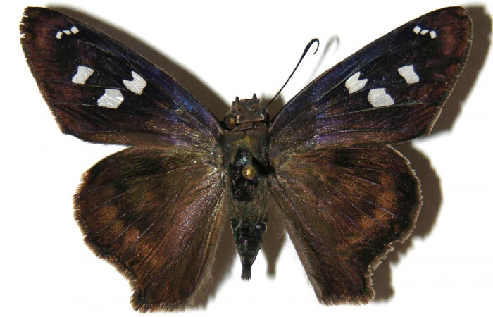 Figura 16. Adulto macho de <i>Polygonus leo</i></i> (Hesperiidae) vista dorsal. Voucher 05-SRNP-1445-DHJ309042.jpg.