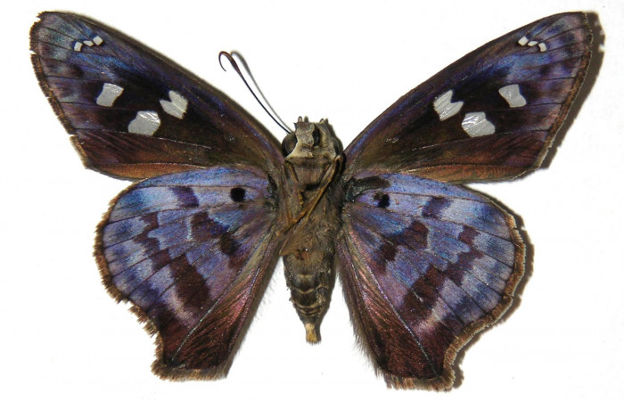 Figura 17. Adulto macho de <i>Polygonus leo</i></i> (Hesperiidae) vista ventral. Voucher  05-SRNP-1445-DHJ309043.jpg.
