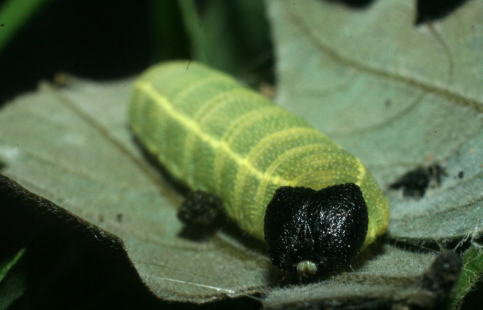 Figura 3. <i>Polygonus leo</i></i> (Hesperiidae) último estadio, posición frontal, Sector Santa Rosa, Area administrativa. Voucher 09-SRNP-14225-DHJ454868.jpg.