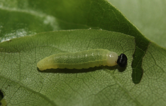 Figura 2. <i>Polygonus leo</i></i> (Hesperiidae) tercer estadio, posición dorsal. Estación Quica, Medrano. Voucher 14-SRNP-71297-DHJ723445.jpg.