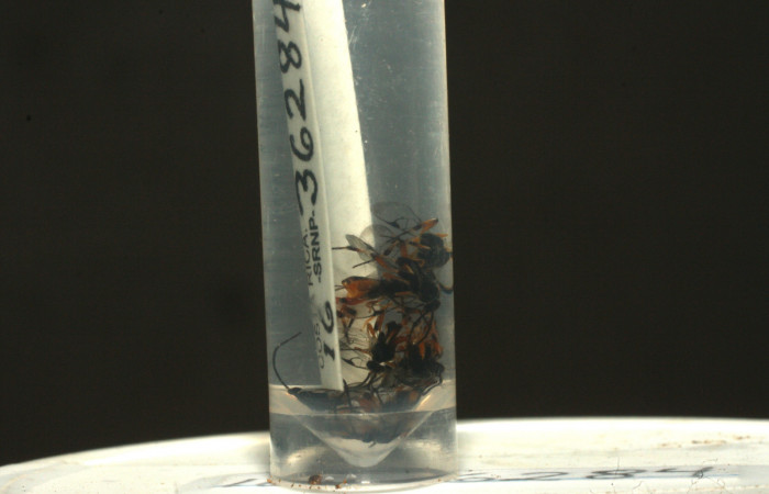 Figura 11. Avispas (Braconidae) <i>Hypomicrogaster rugosus</i></i> parásitos de Polygonus leo (Hesperiidae). Voucher 16-SRNP-36284-DHJ709925.jpg.
