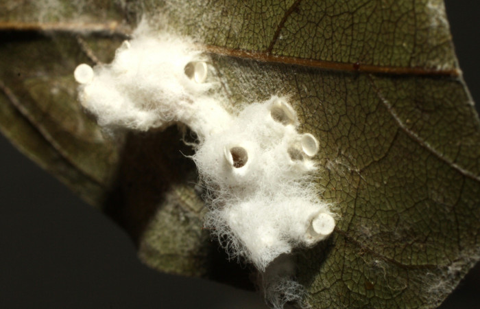 Figura 10. (Braconidae) <i>Hypomicrogaster rugosus</i></i> parásitos de <i>Polygonus leo</i></i> (Hesperiidae). Ya eclosionados. Voucher 16-SRNP-36286-DHJ709931.jpg.