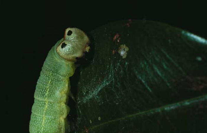 Figura 8. <i>Polygonus leo</i></i> (Hesperiidae) último estadio, posición lateral, frontal Sector Santa Rosa, Bosque San Emilio 83-SRNP-98-DHJ5052.jpg.