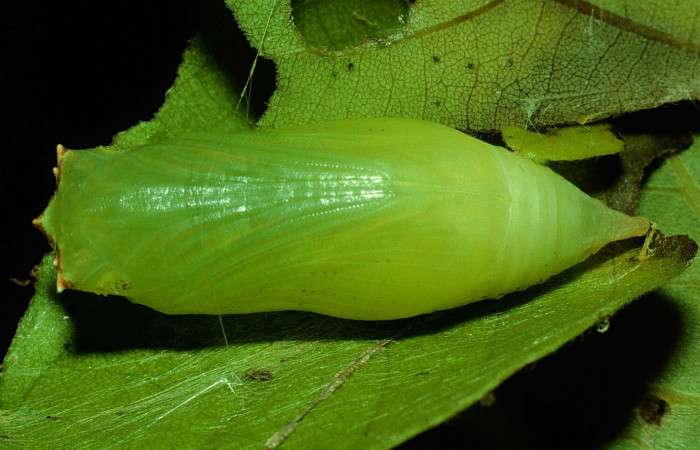Figura 12. Pupa de <i>Polygonus leo</i></i> (Hesperiidae) posición ventral. Sector Santa Rosa, Sendero Natural. Voucher 92-SRNP-3581-DHJ16104.jpg.