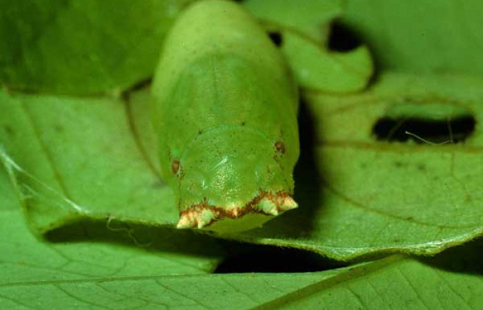 Figura 13. Pupa de <i>Polygonus leo</i></i> (Hesperiidae) posición dorsal frontal. Sector Santa Rosa, Sendero Natural. Voucher 92-SRNP-3581-DHJ16109.jpg.