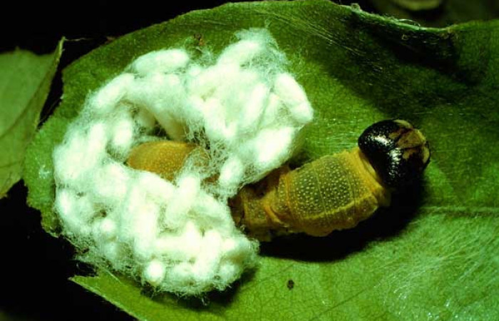 Figura 9. <i>Apanteles federicomatarritai</i></i> (Braconidae) parásitos de <i>Polygonus leo</i></i> (Hesperiidae). Voucher 92-SRNP-3628-DHJ16192.jpg.
