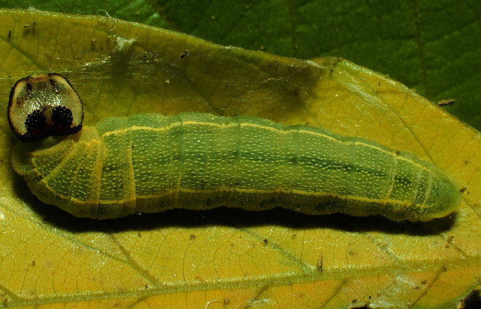 Figura 5. <i>Polygonus leo </i></i>(Hesperiidae) último estadio, posición dorsal, Sector Santa Rosa, Bosque San Emilio 93-SRNP-1559-DHJ26390.jpg.